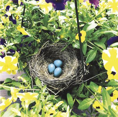 Spring Time by Pam Trolano