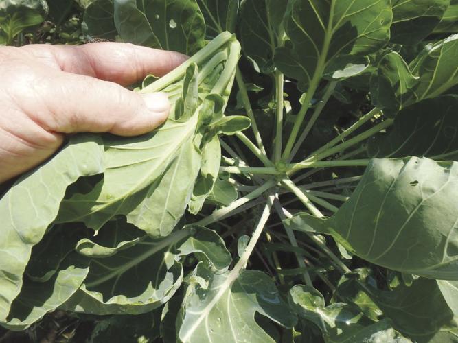 10-05 FALL HOME Brussels sprouts.jpg