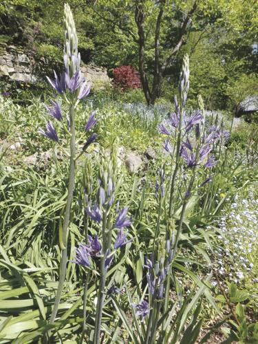 Camassia is a lesser known bulb plant that blooms in May for me.