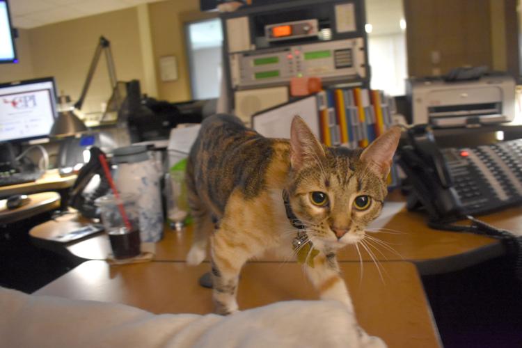 08-29 Signal 1000 prowls