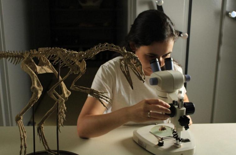 Brain of first flying reptile’s ancestor rebuilt to work out how they took flight