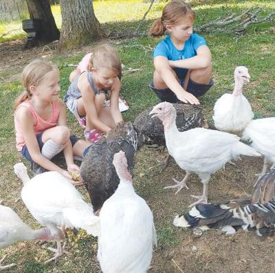 petting zoo