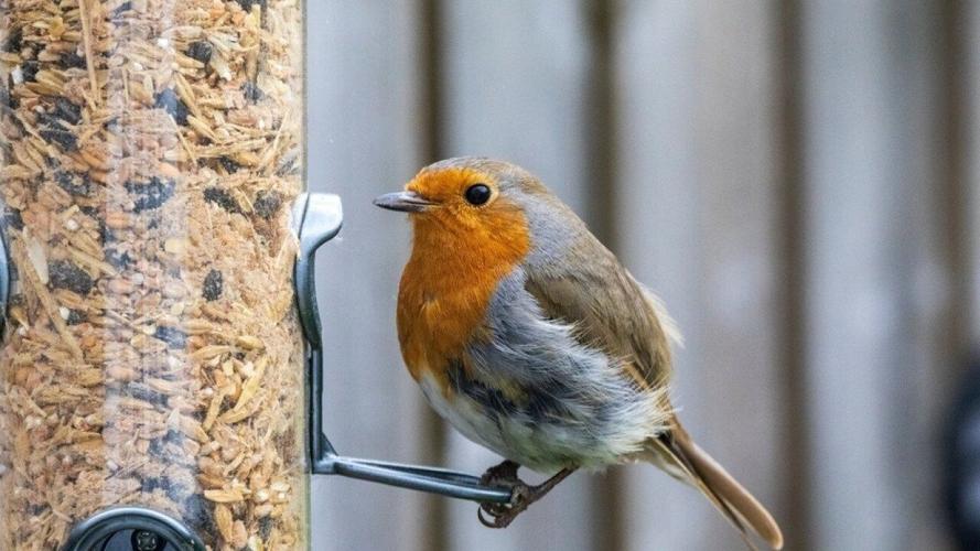 Most commonly seen birds in New Hampshire