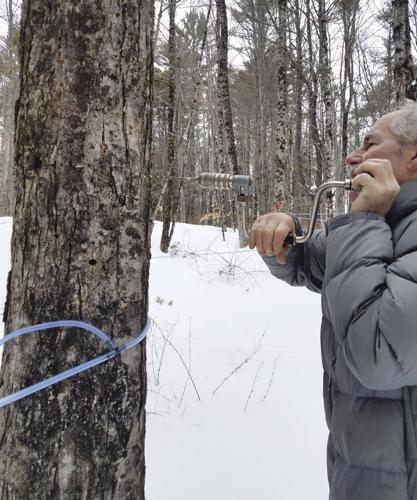 Tapping maple tree