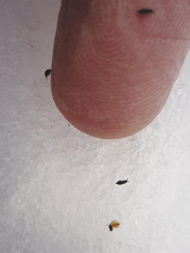 Snow fleas