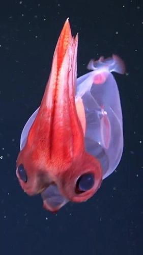 Science expedition reveals adorable, cartoon-like squid