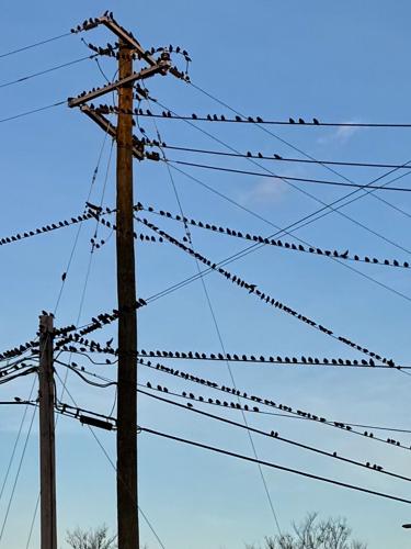 Reader Pics: Dec. 2 — Birds’-eye view