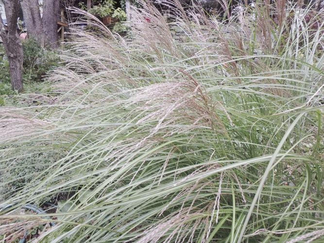 04-06 HOME Misanthus 'Morning Light' in my garden in October.jpg