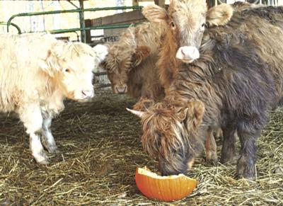 Three Miles Smith Farm