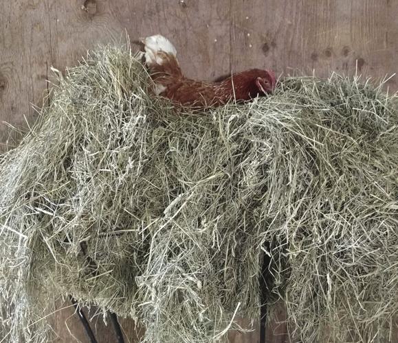 03-06 OUTDOOR ChickenNest_InPixio_InPixio.jpg