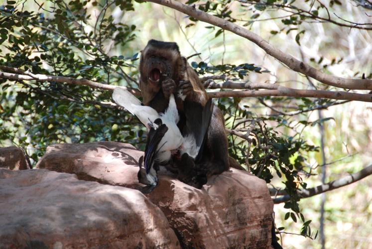 Monkeys hunt for meat – including snakes – when fruit is scarce, shows study