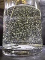 State issues cyanobacteria bloom advisory for  Lake Winnipesaukee in Meredith