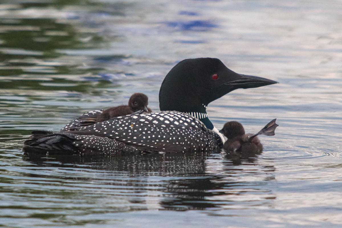 Reader Pics: July 27