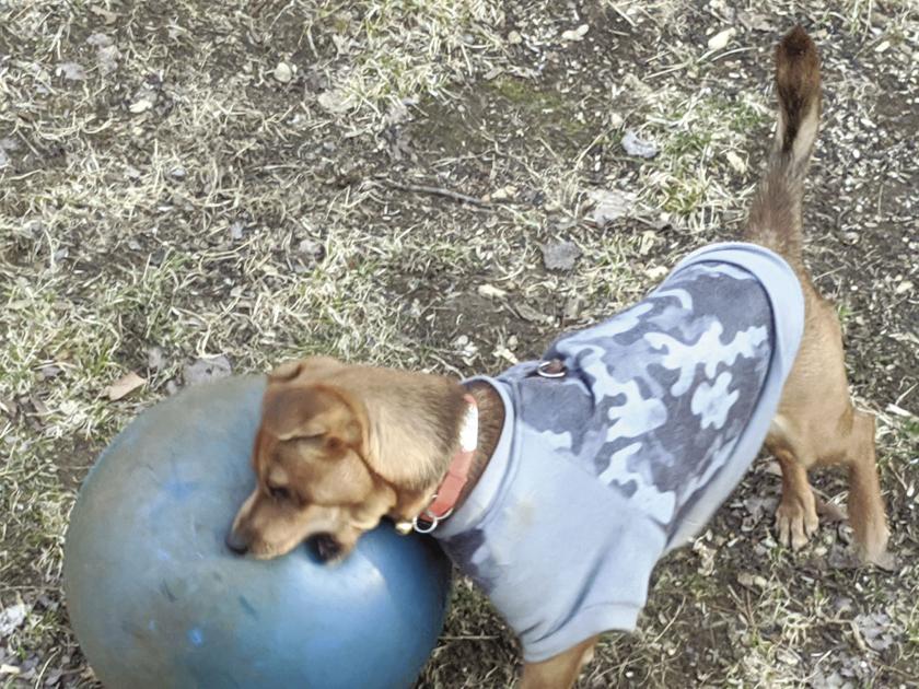 Life in the time of COVID-19: Lynn Rudmin Chong, Rumney