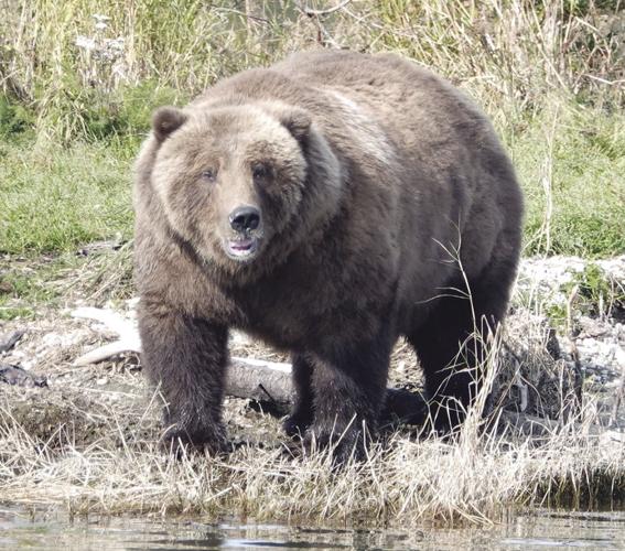 Alaskan brown bear