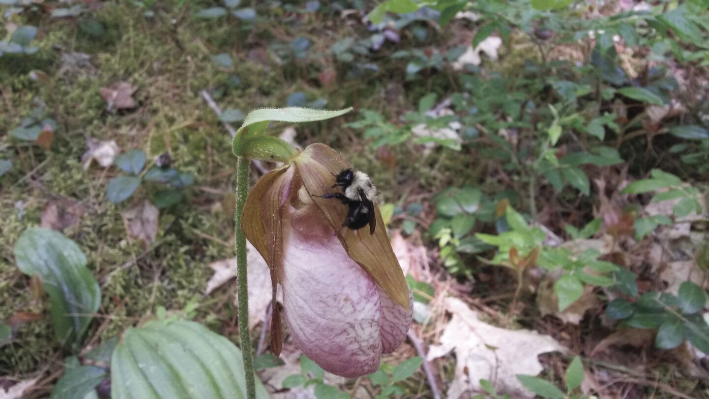 Lady best sale slipper flower