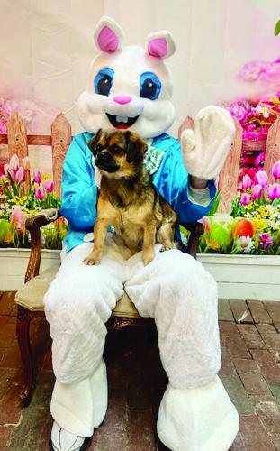 Will and the Easter Bunny