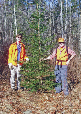 Stalking the wild Christmas tree