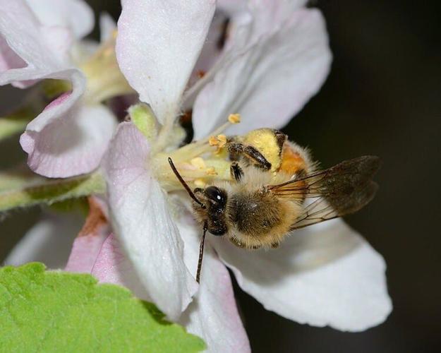 Flowers shape spread of disease among wild bees, suggests study