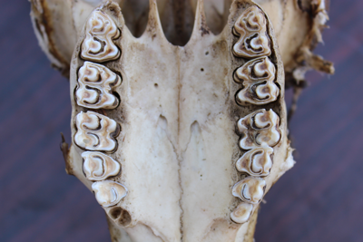 Chemicals in your tooth enamel record evidence of your diet that can last millions of years. Zelalem Bedaso