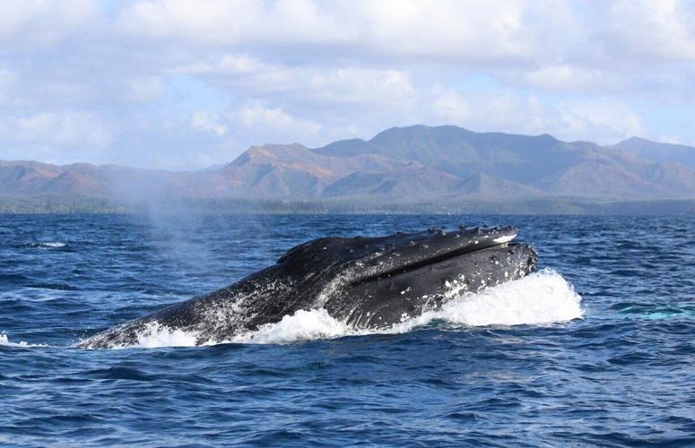 Older male whales more successful at mating as they’re better singers, shows study
