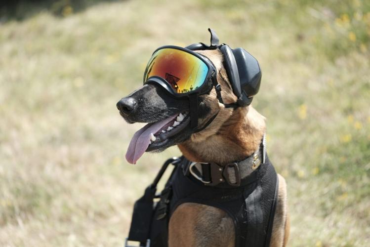 Tech firm raises $200m to breed genetically enhanced dogs for US military