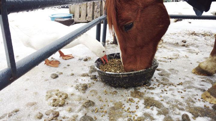 The social life of Lenny the gander