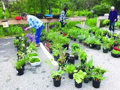 Bristol Plant Sale