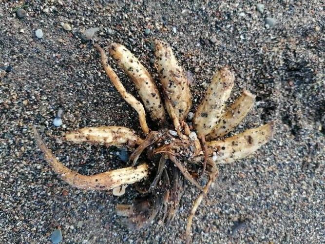 Plant that can kill humans and animals within hours found on British beach