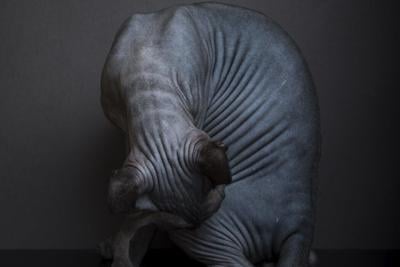 An AI and a human might classify this mammal with gray, wrinkled skin as very different animals.