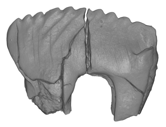 New species reveal how animals might have survived in Arctic millions of years ago