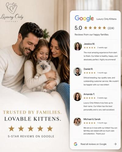 Luxury Only Kittens Surpasses 220 Five-Star Google Reviews, Cementing Its Position as the Most Trusted Source for Purebred Kittens in the United States