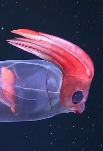 Science expedition reveals adorable, cartoon-like squid