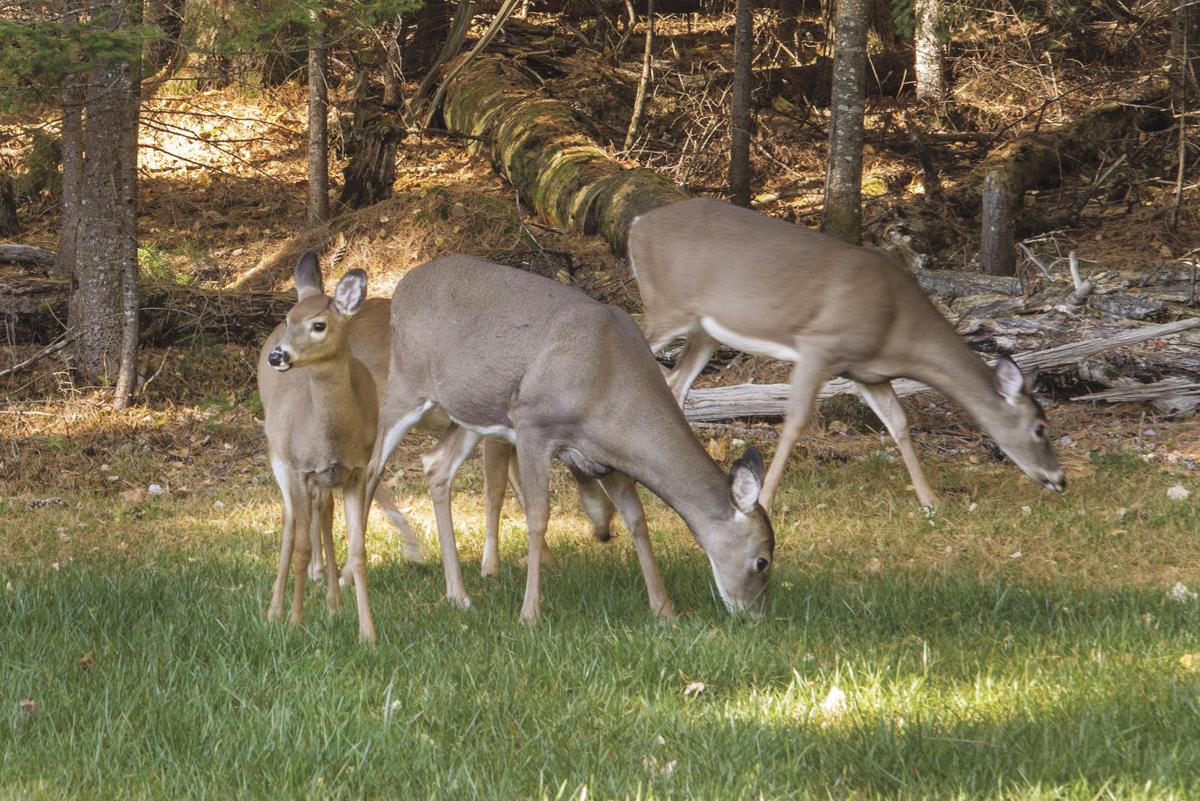 Oh Deer Dealing With Deer Woodchucks And More Announcements