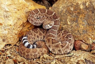 New Sugar-Based Test Can Suss Out Snake Venoms