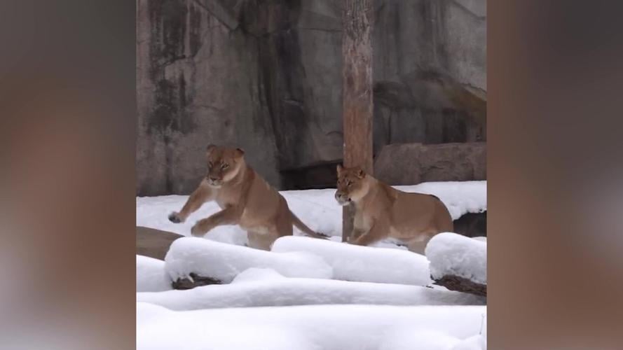 Two lions prancing around their enclosure in first snow of the season