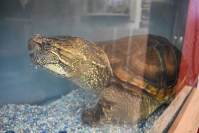 Shel-he the snapping turtle deemed healthy