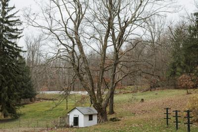 Maple tree