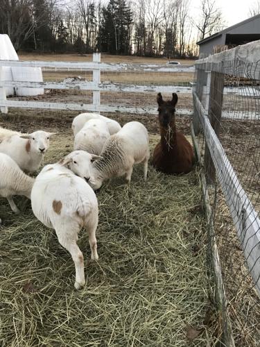 Reader Pics: Jan. 25