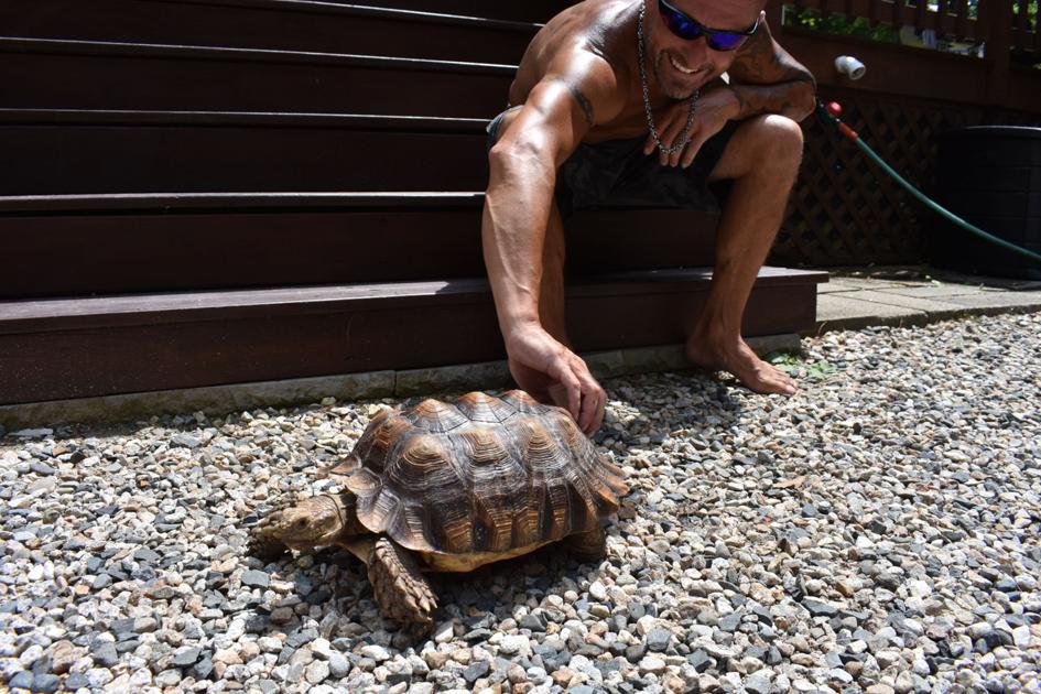 Pet Tortoise Runs Off In Moultonborough Local News Laconiadailysun 