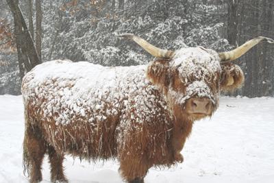 Snow cover on a cow