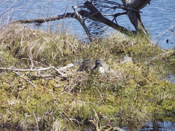 05-24 outdoor DSCN3781.jpg