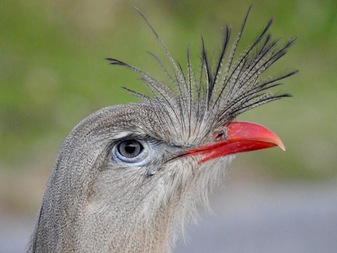 Two new contenders for world’s loudest bird identified in study of 123 species