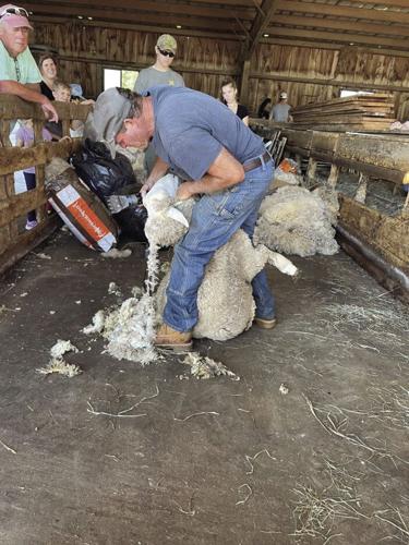 sheep