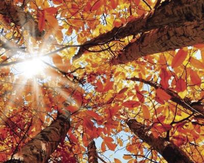 Autumn Splendor by Hannah Lowell