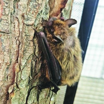 Squam Lakes Science Center to host program on bats