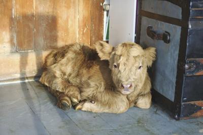 The farm's first 2021 calf