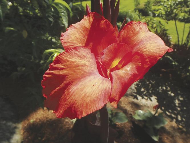 This Canna lily has purple leaves and stands nearly 6-feet tall