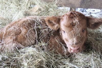 storm calf