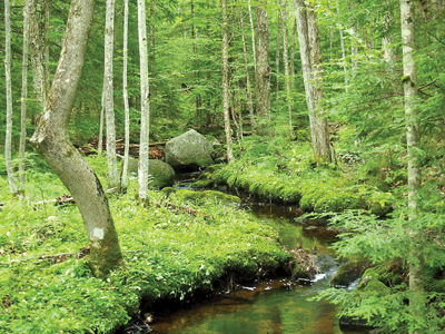 SLA to Lead Climate Change Hike in Belknap Woods